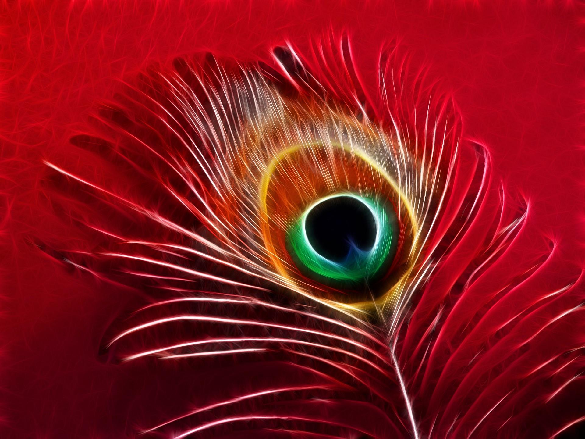 A close up of a peacock feather with a red background - Peacock