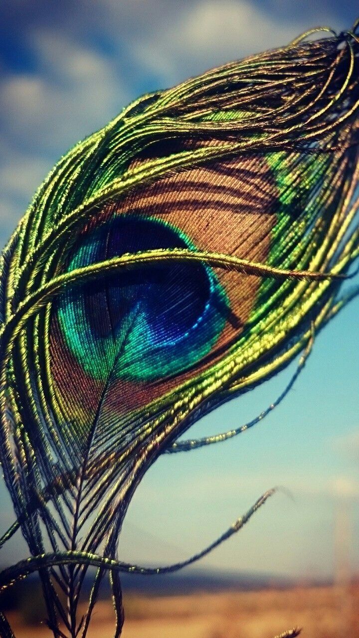 A peacock feather is seen in front of a blue sky. - Peacock