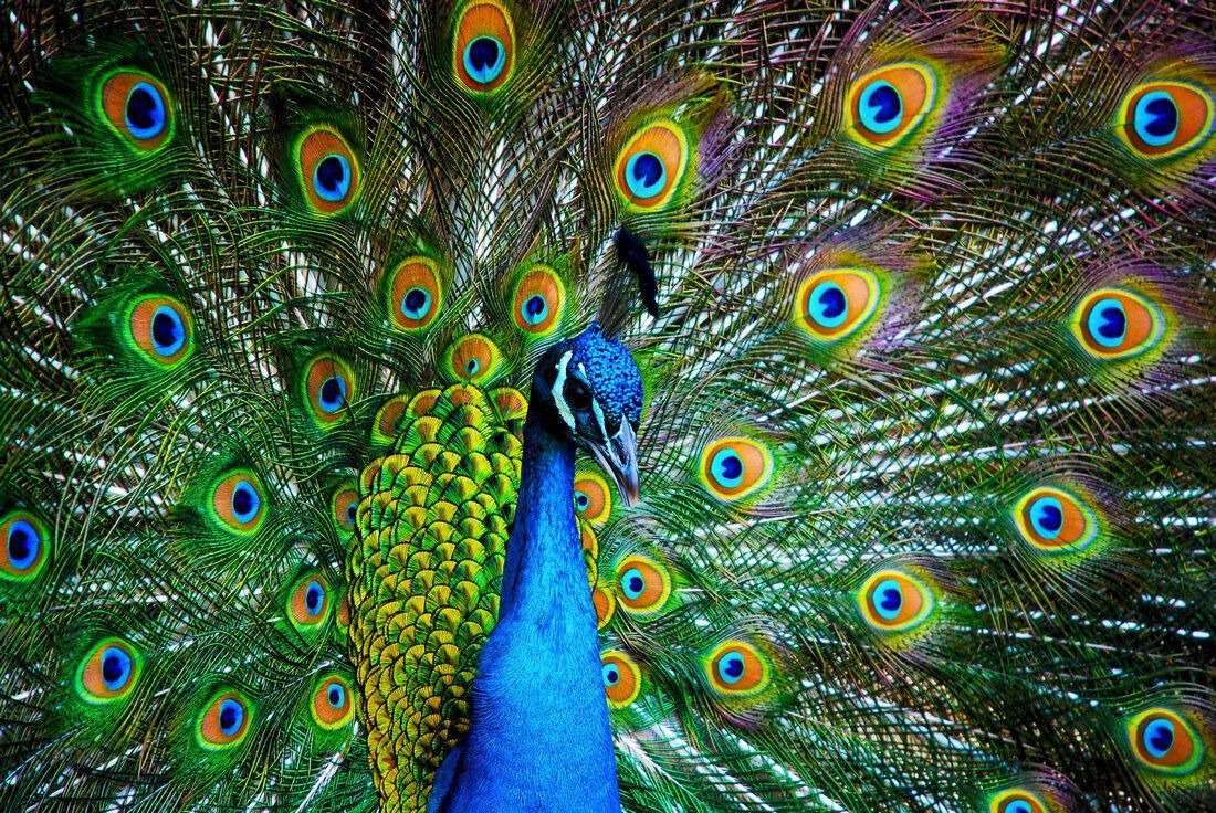 Home Art Wall Decor Bird Animal Peacock Oil Painting Picture Printed On Canvas