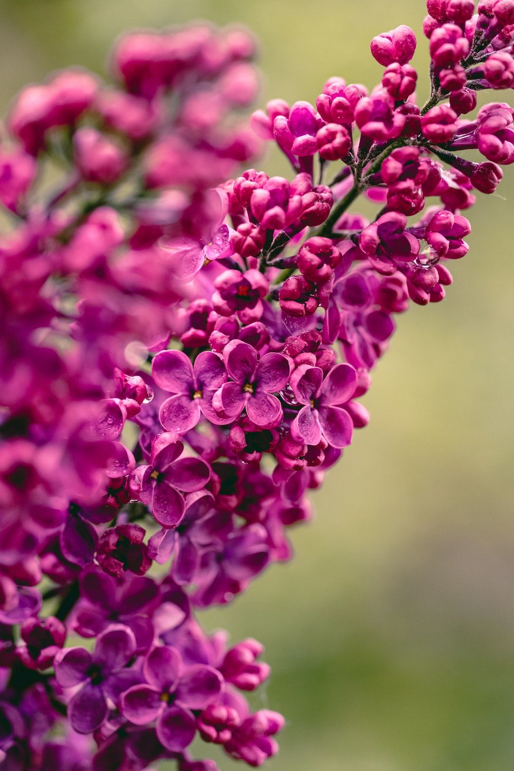A close up of a branch of purple lilac flowers - Spring