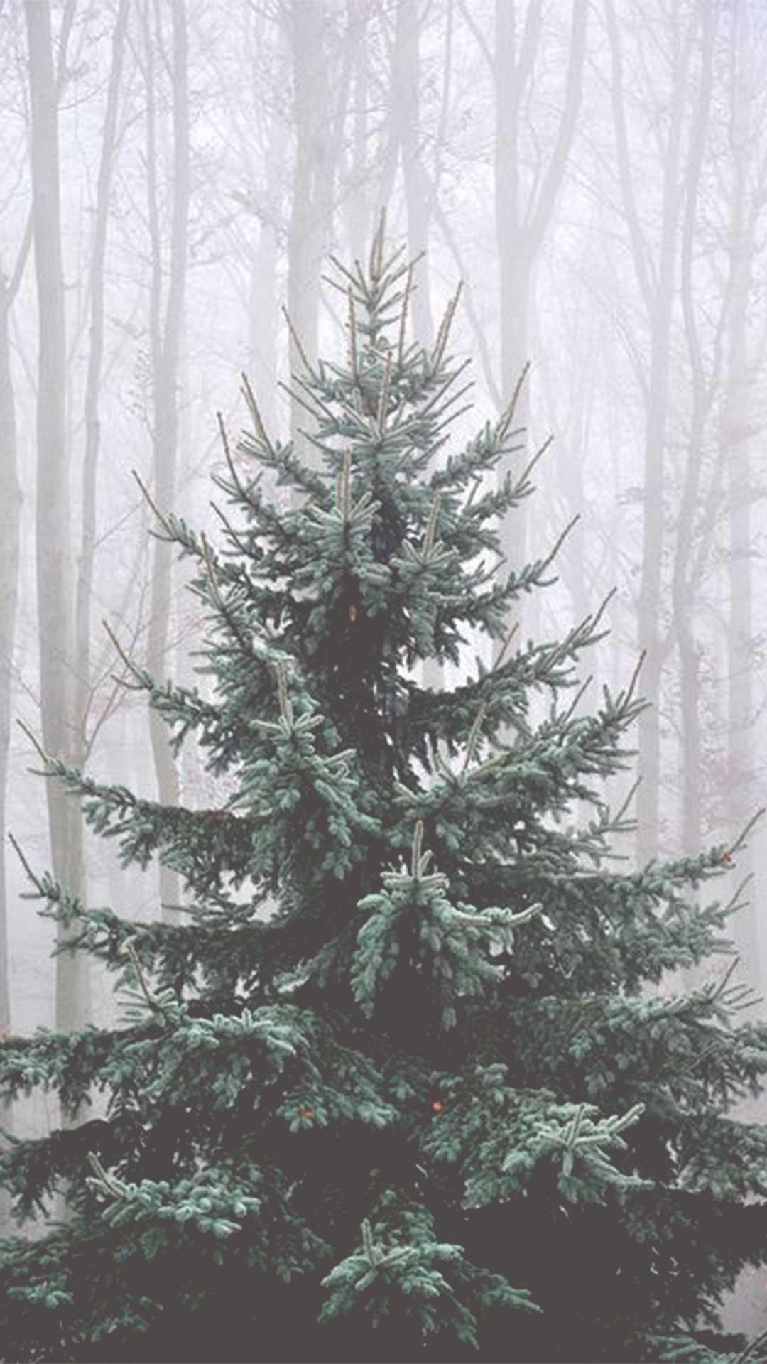 A christmas tree in the fog - Christmas, white Christmas