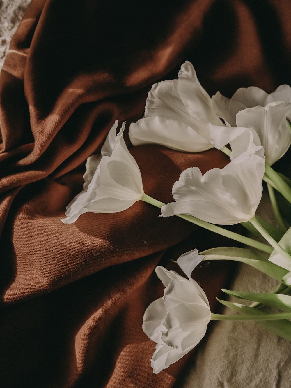 White flowers on a brown cloth. - Brown