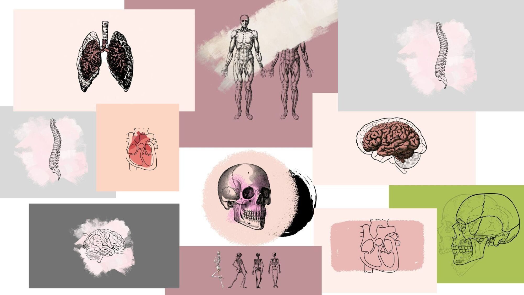 A collage of images of the human body, including lungs, heart, spine, and brain. - Anatomy