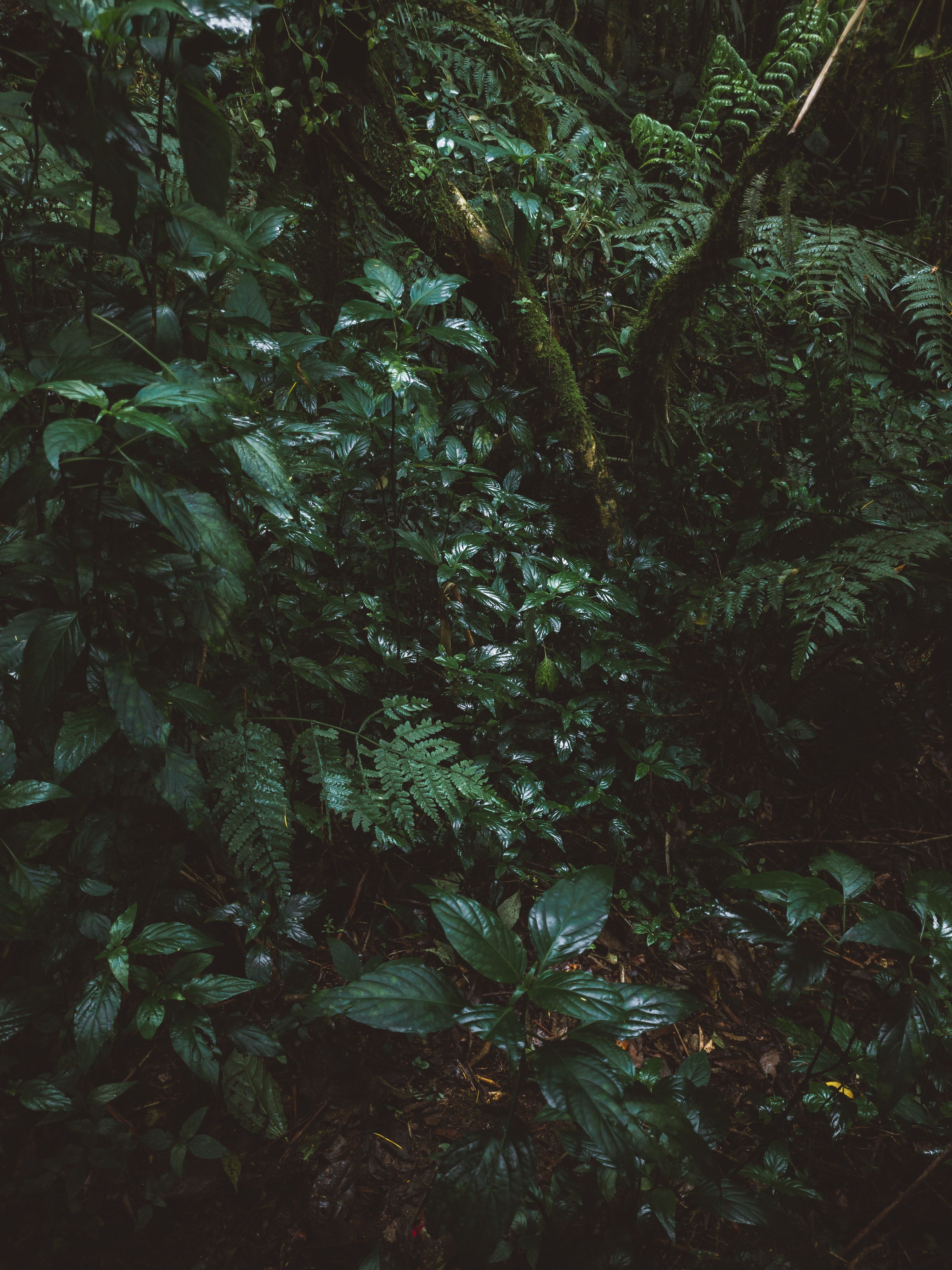 A dense patch of green leaves and vines in a dark forest. - Jungle