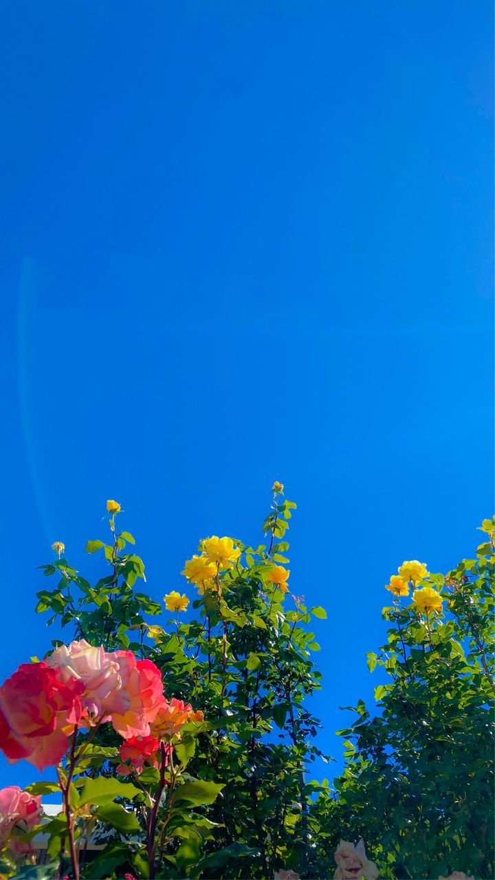 Pink and yellow roses against a blue sky - Flower