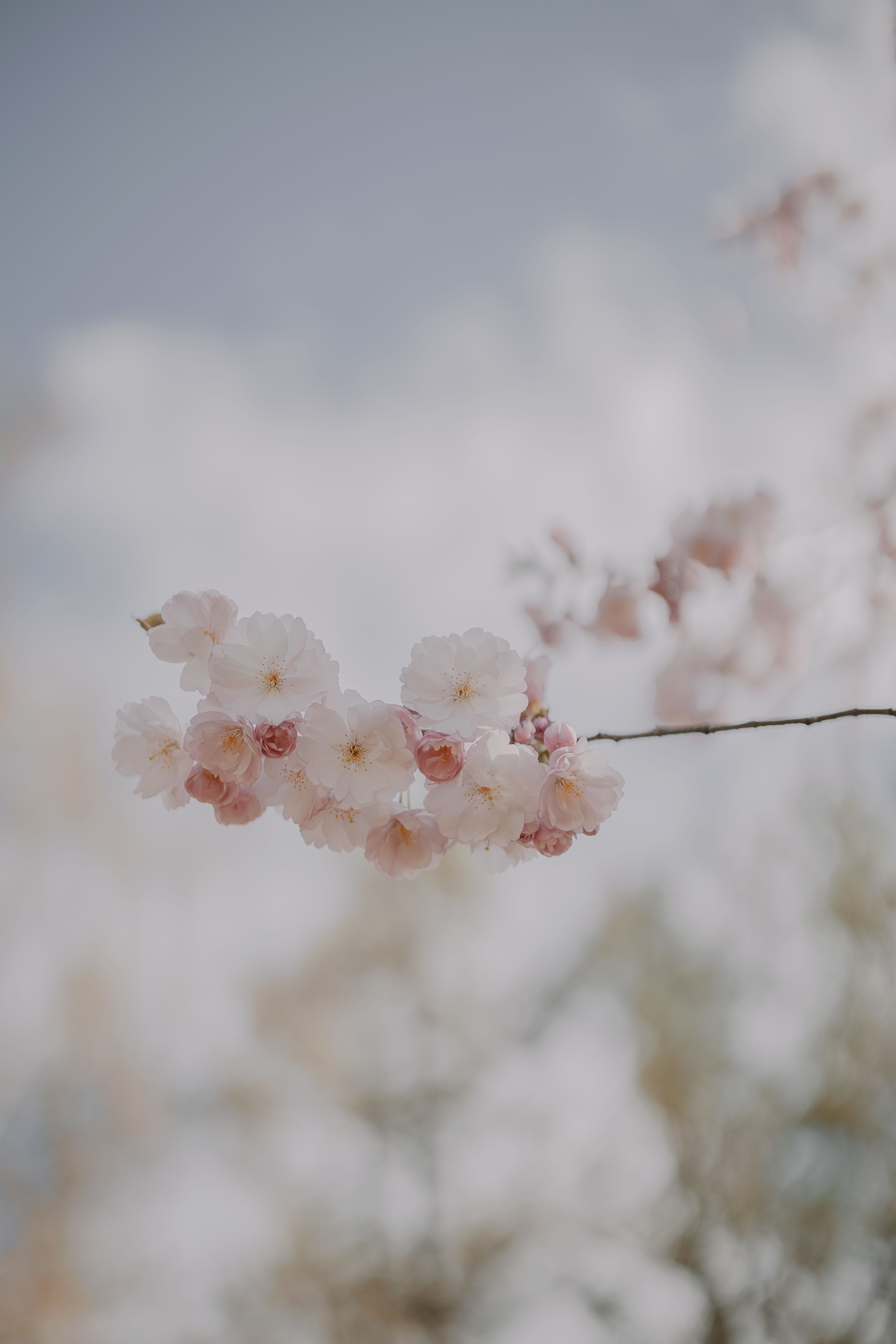 A branch of a tree with white flowers - Cherry blossom