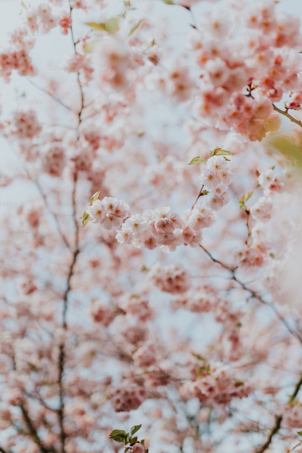 A close up of a tree with pink flowers. - Cherry blossom