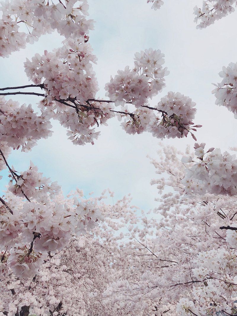 Cherry Blossom Image. Free HD Background, PNGs, Vector Graphics, Illustrations