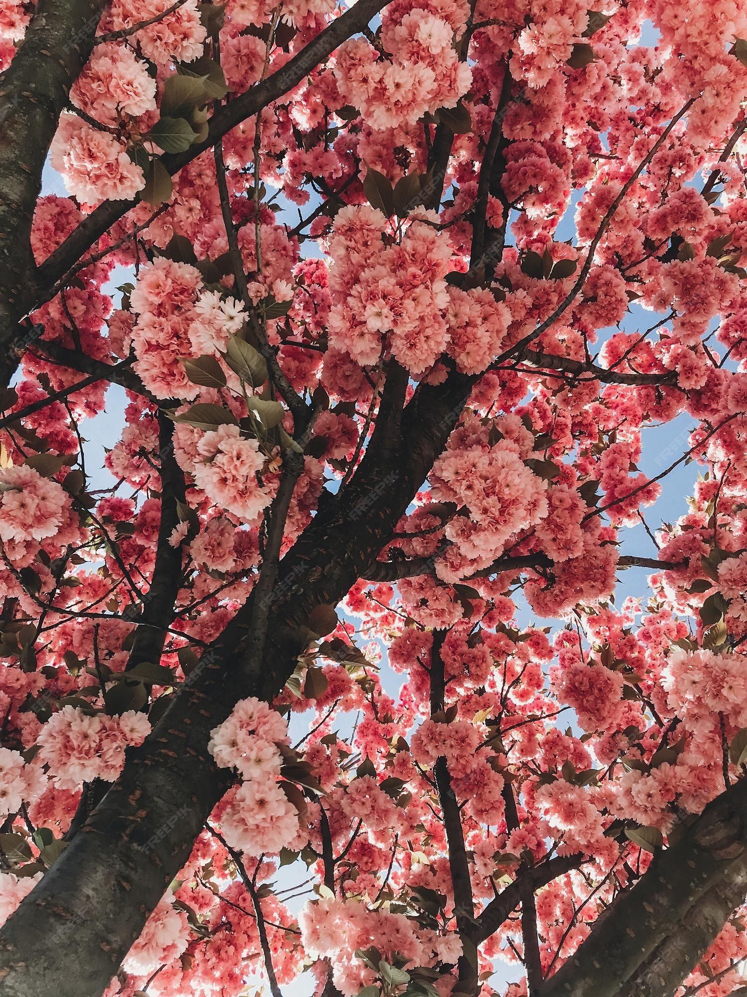 Pink flowers on a tree branch - Cherry blossom