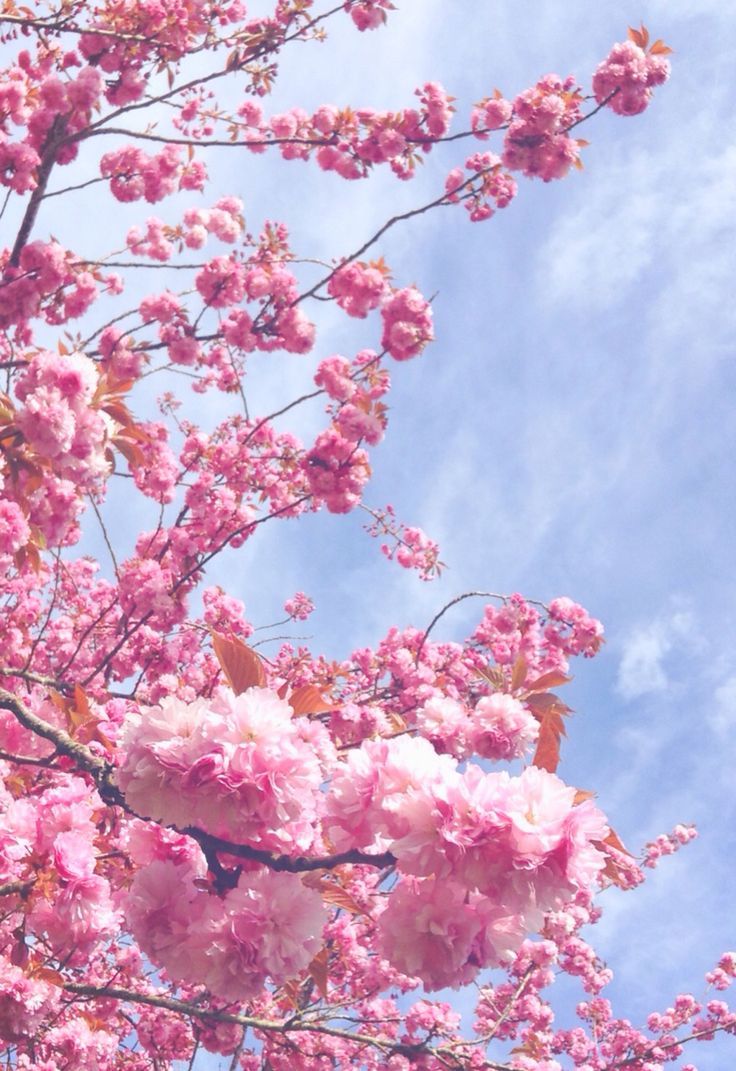 Cherry blossoms. Flower phone wallpaper, Cherry blossom wallpaper, Flower aesthetic