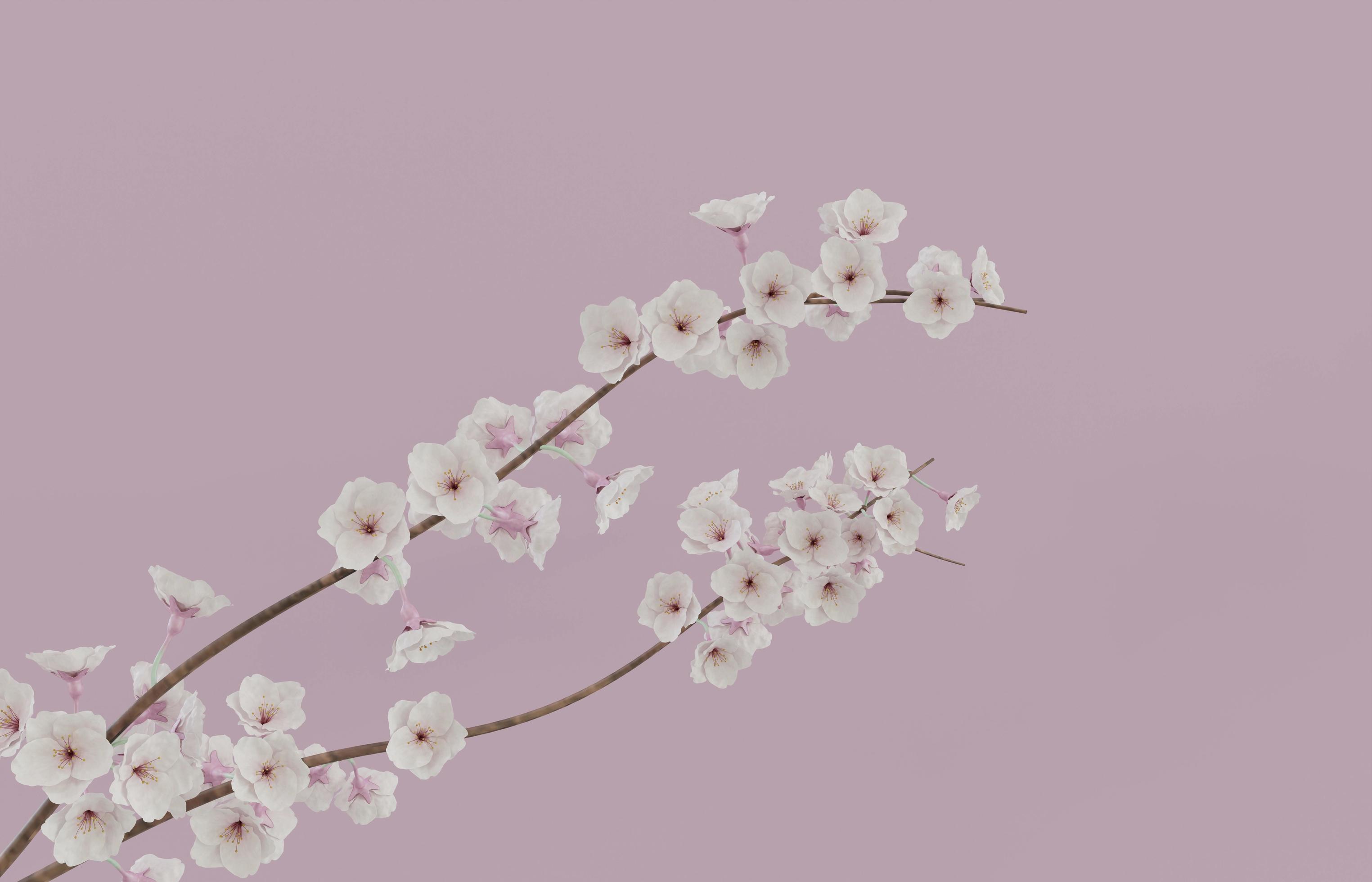 Cherry blossom branch with pink background 3D render illustration