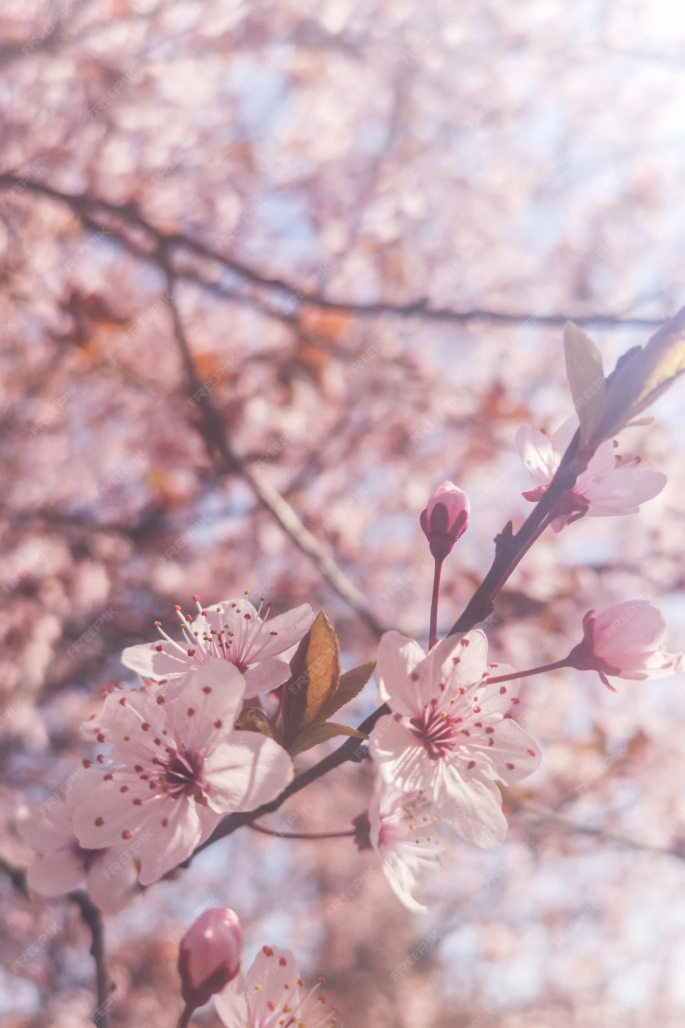 Premium Photo. Spring cherry blossoms background blossoming cherry close up