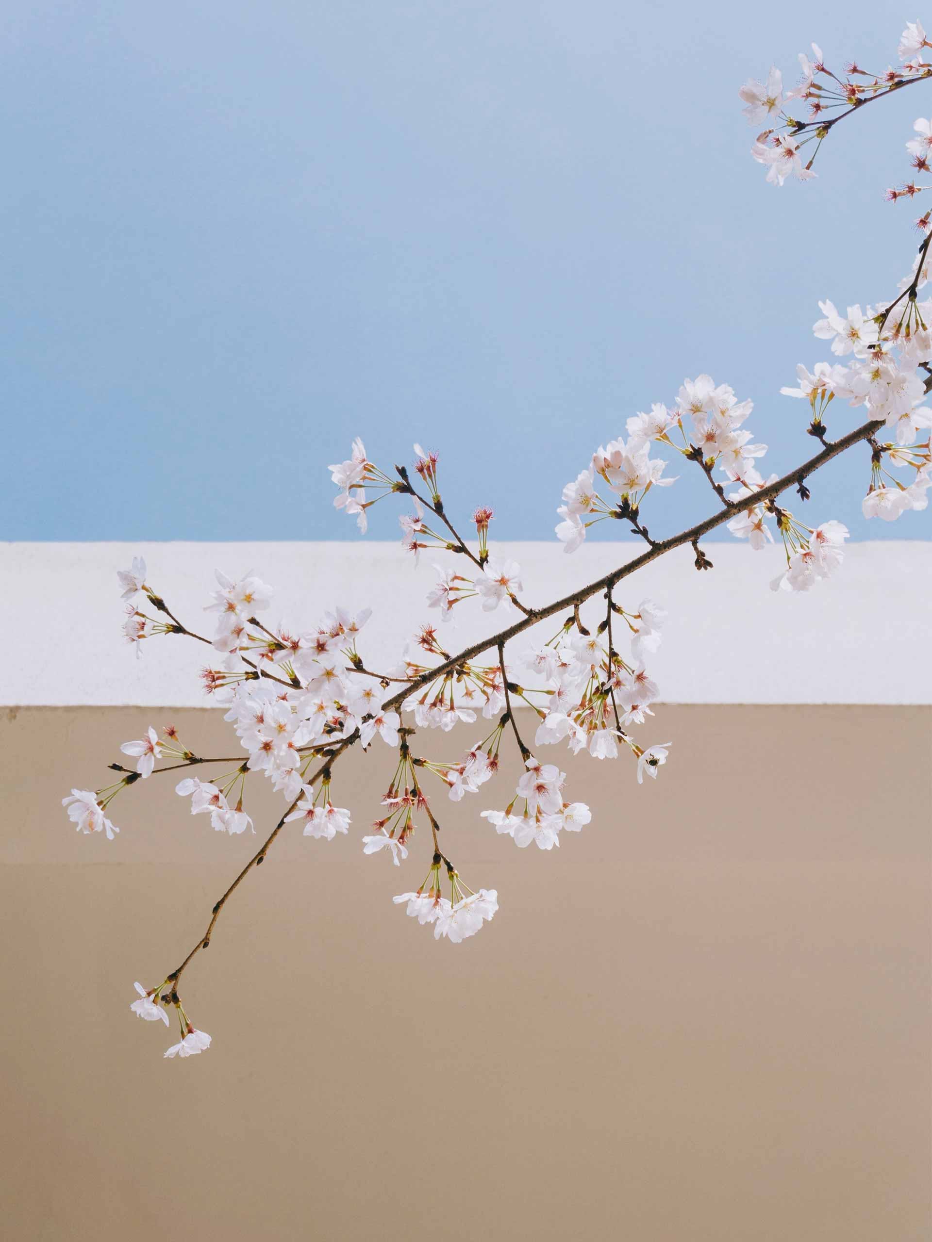A branch of cherry blossoms in front of a wall - Cherry blossom