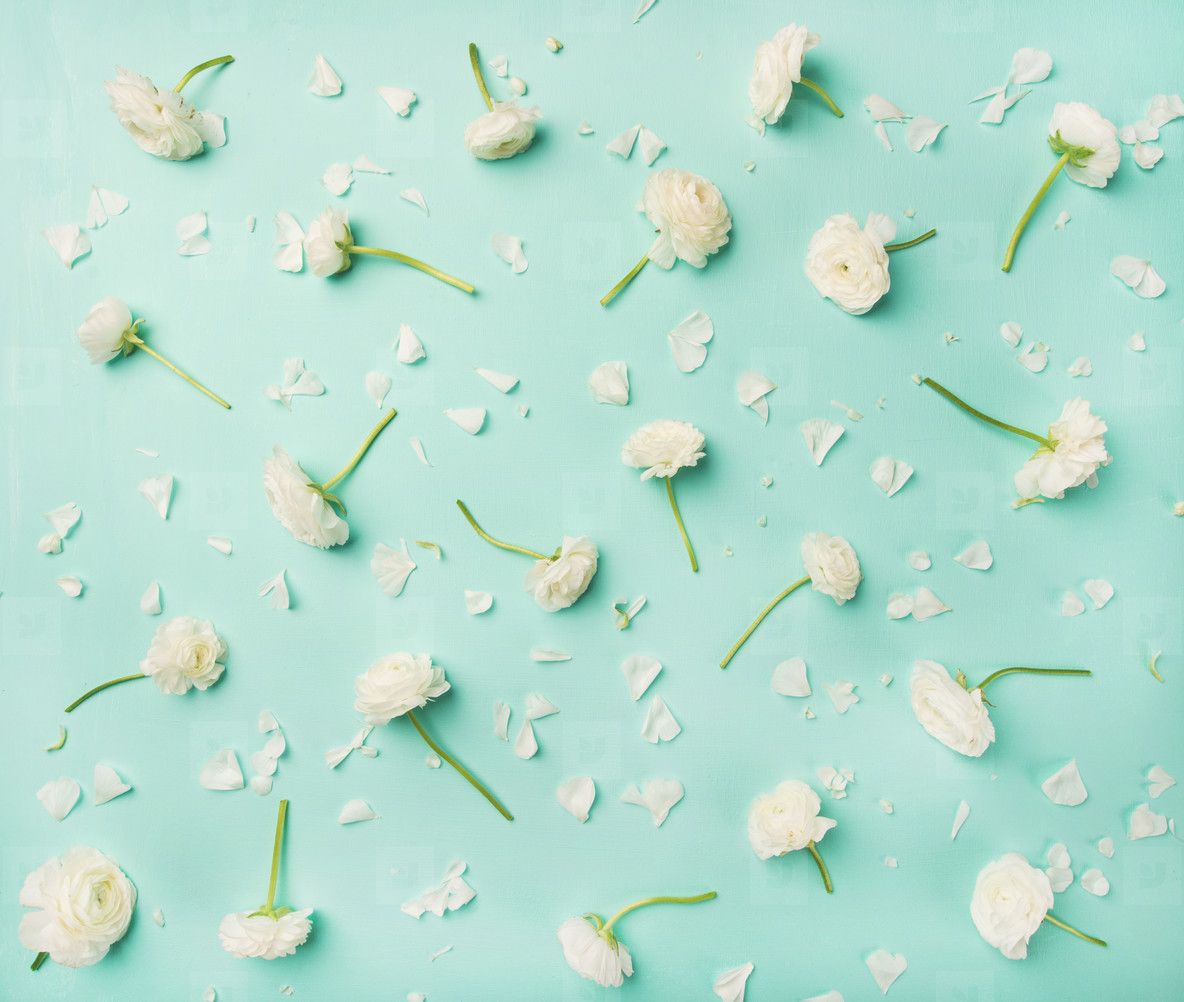 Flat Lay Of White Ranunculus Flowers Over Blue Background