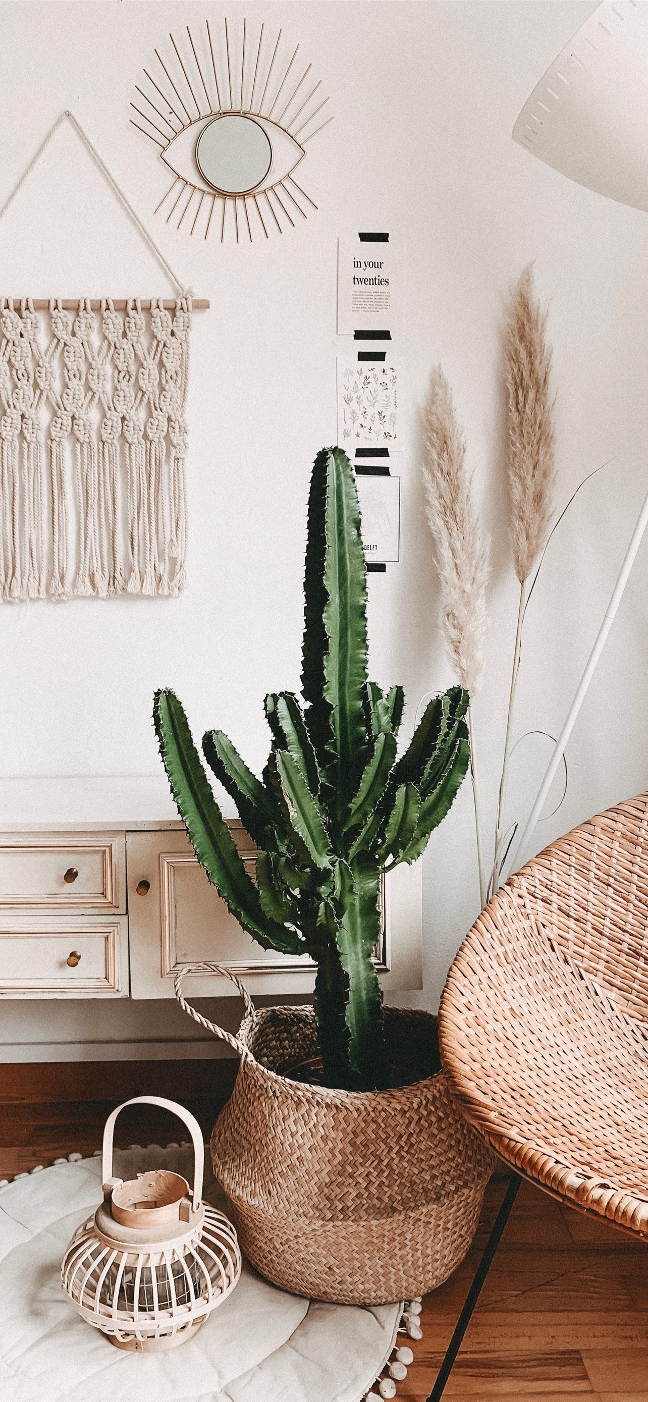 green cactus plant in room iPhone 12 Wallpaper Free Download
