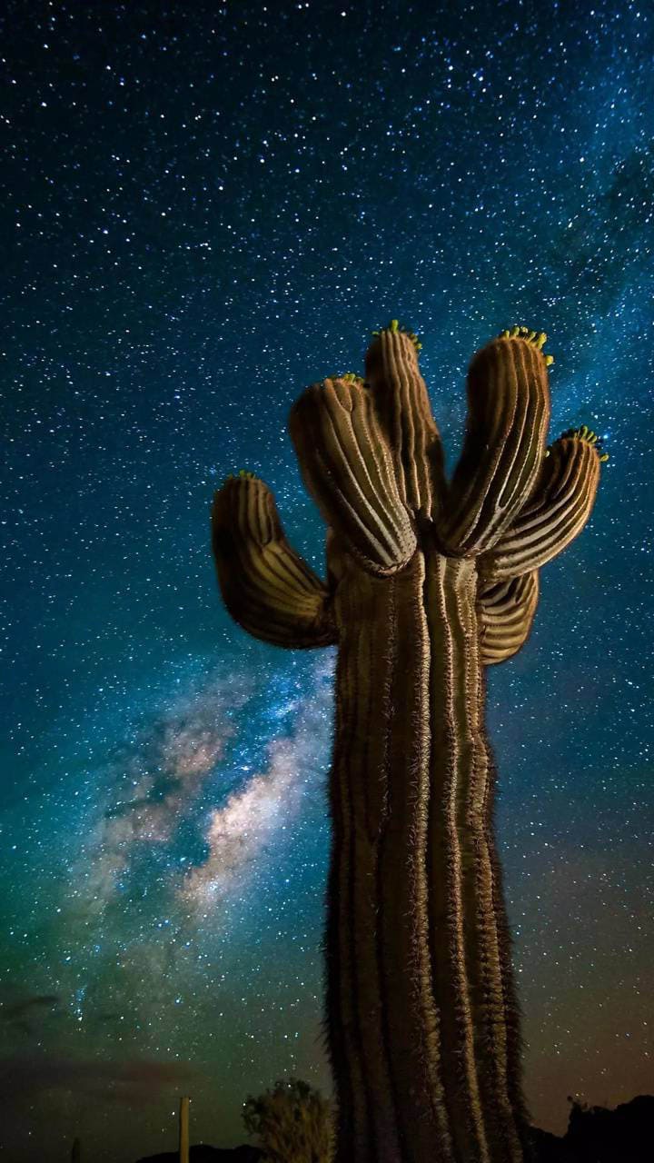 A saguaro cactus under the stars - Cactus