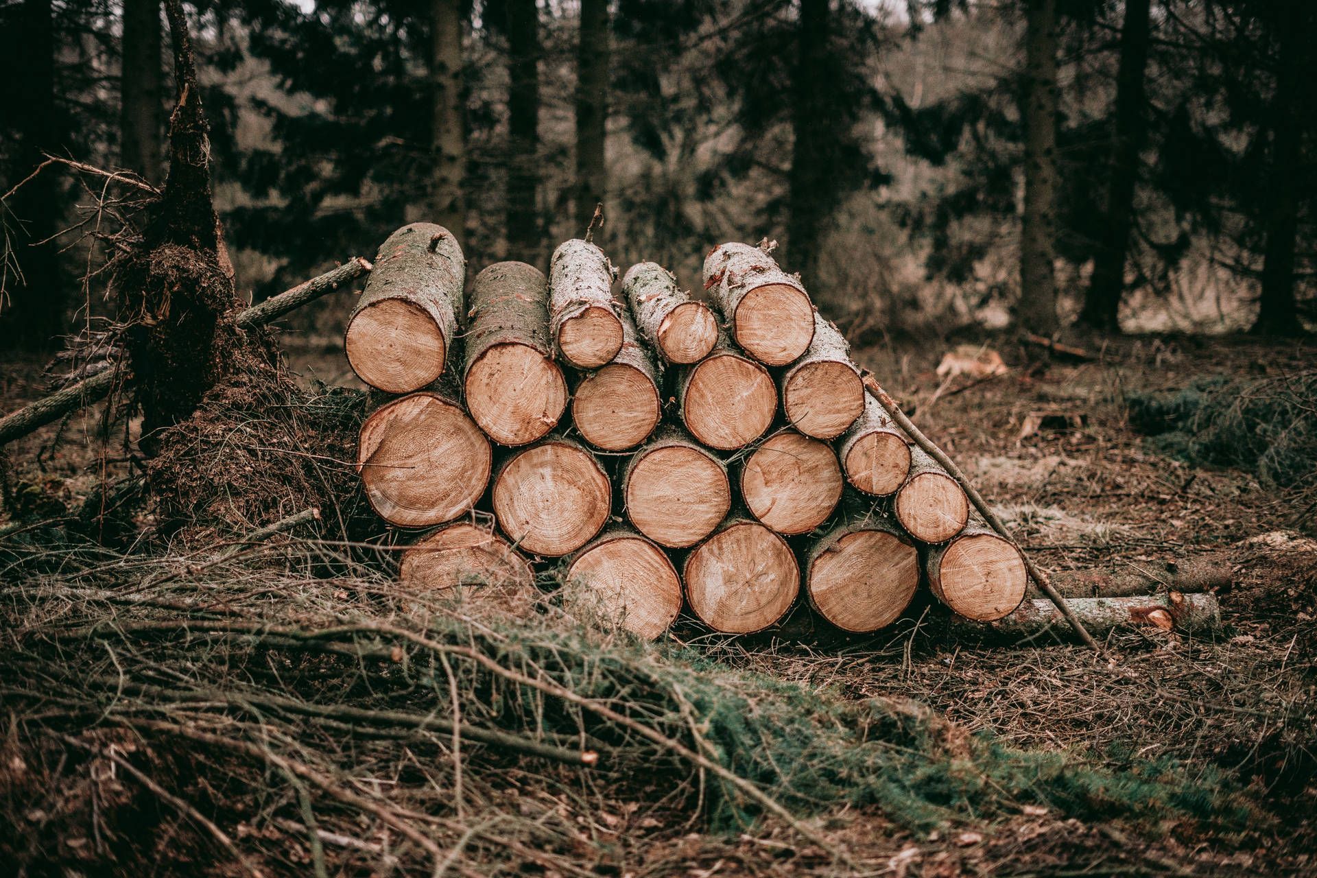 A pile of cut logs in the forest. - Woods