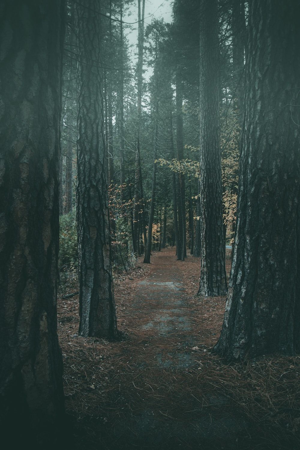 A path in the middle of a forest surrounded by tall trees photo