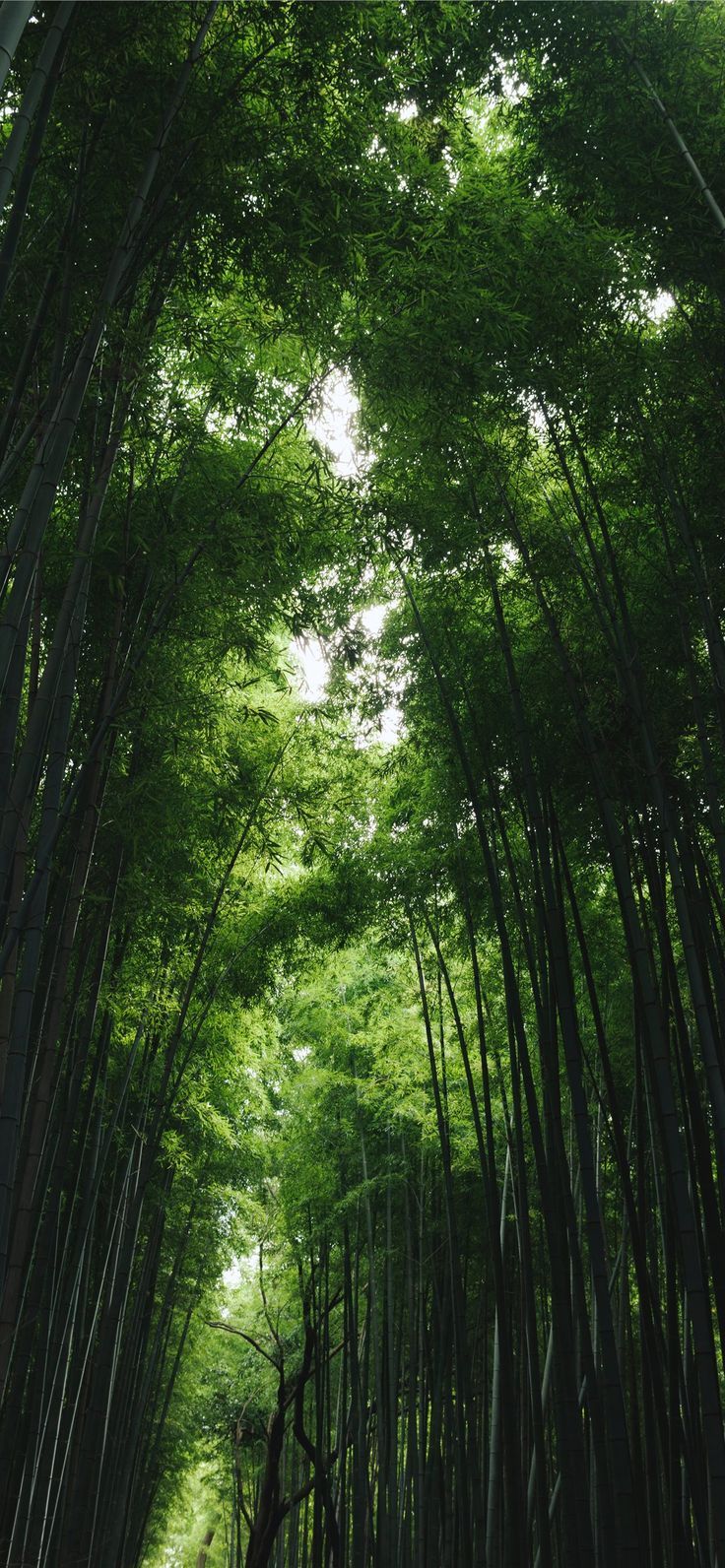 Looking up at the tall bamboo trees in Kyoto, Japan - Woods