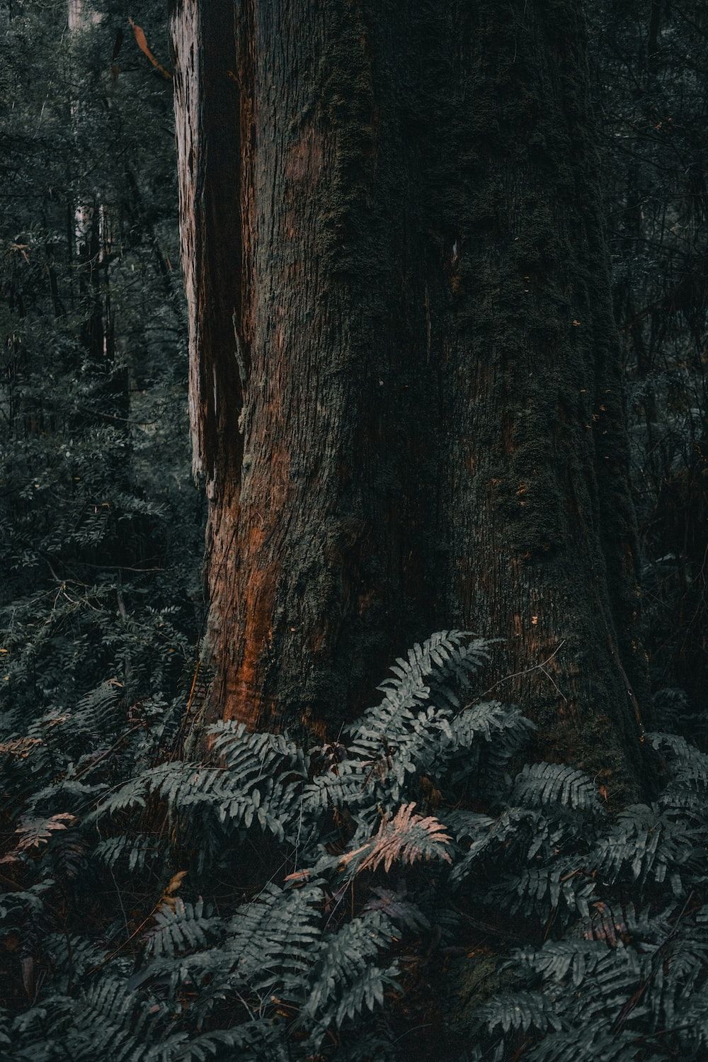 A tree trunk in a forest surrounded by ferns - Woods