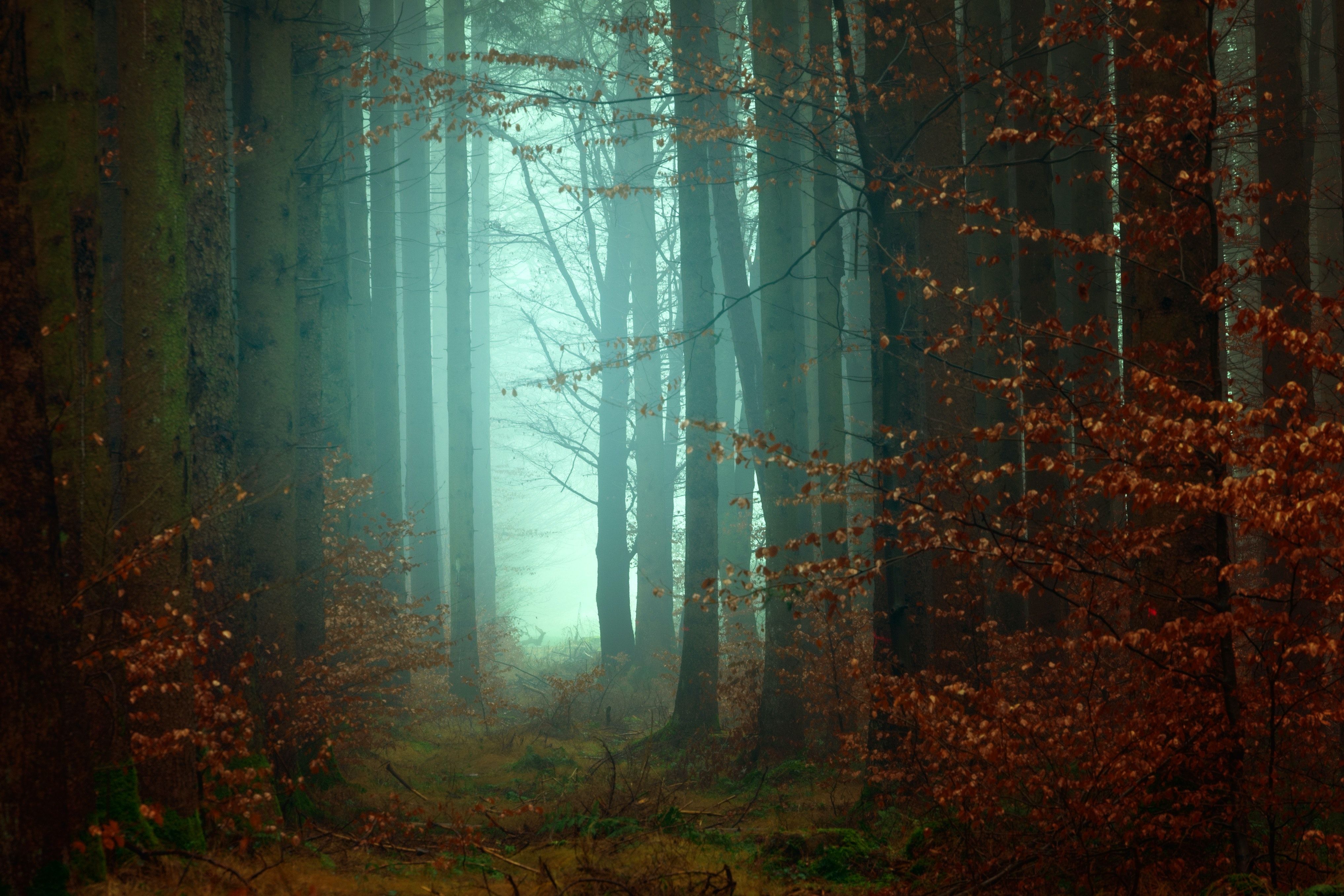 Dark Forest Photo, Download The BEST Free Dark Forest & HD Image