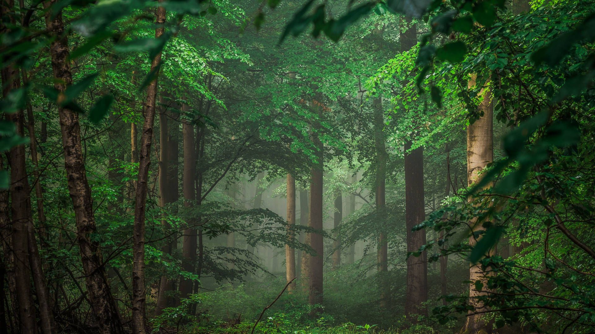 A dense forest with green leaves and fog. - Woods