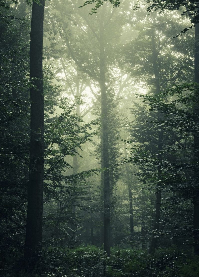 A foggy forest with trees and grass - Woods