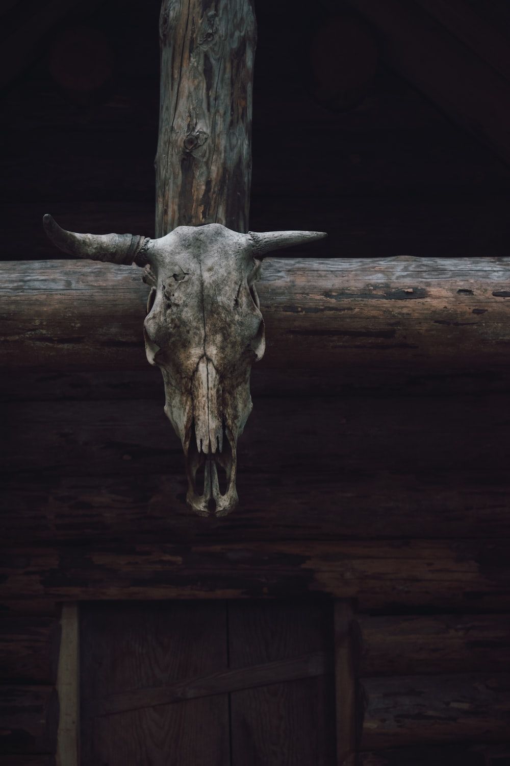 A cow skull hanging on a wooden beam - Western