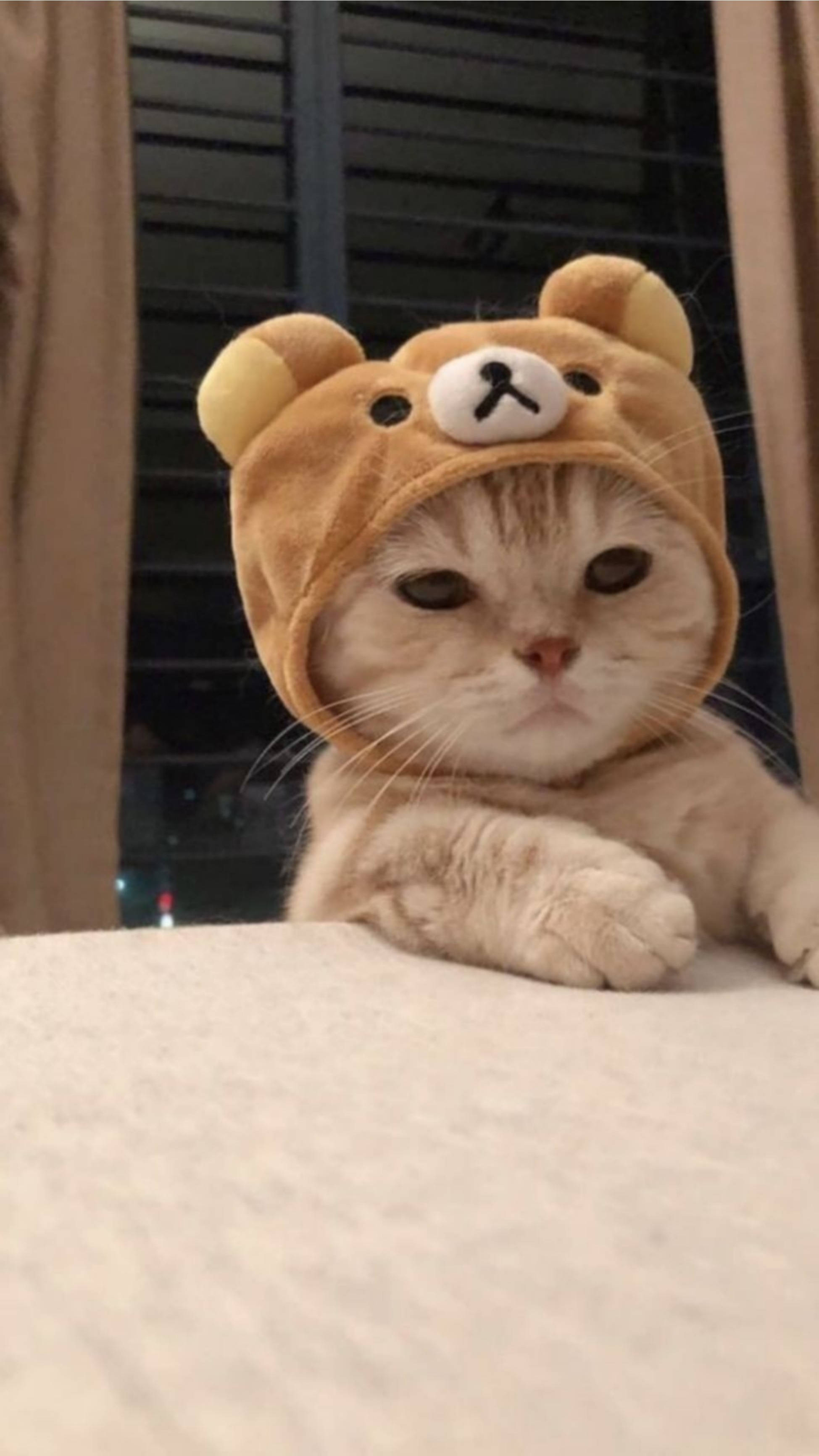 Download Cute Cat Aesthetic Rilakkuma Hat Wallpaper