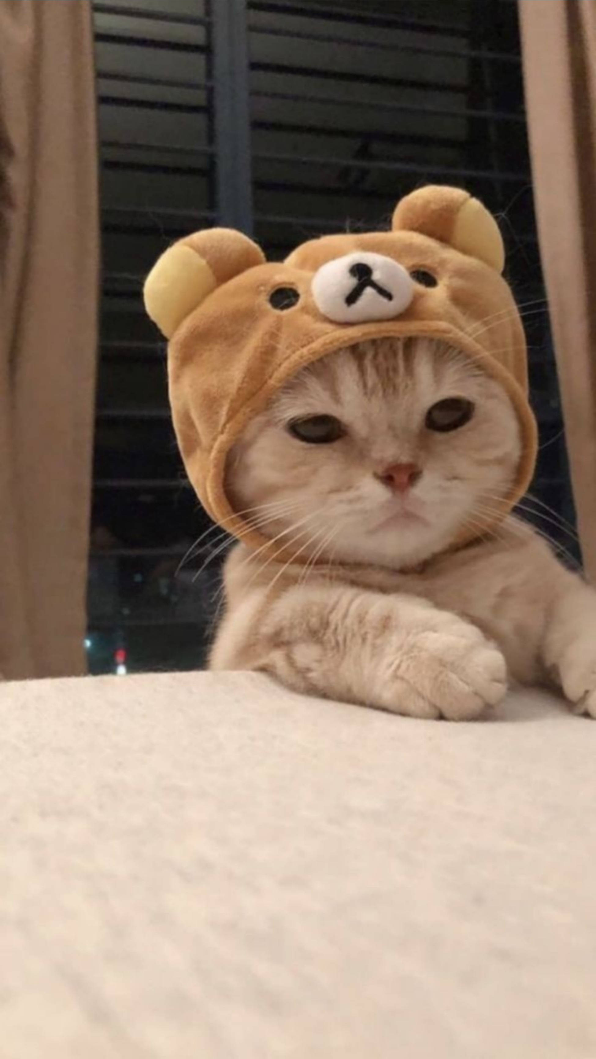 A cat wearing an oversized bear hat - Cat