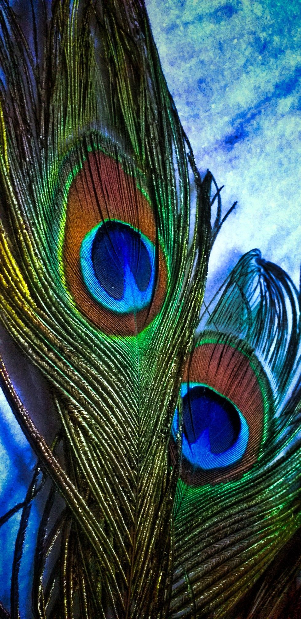 A close up of two peacock feathers with a blue background - Peacock