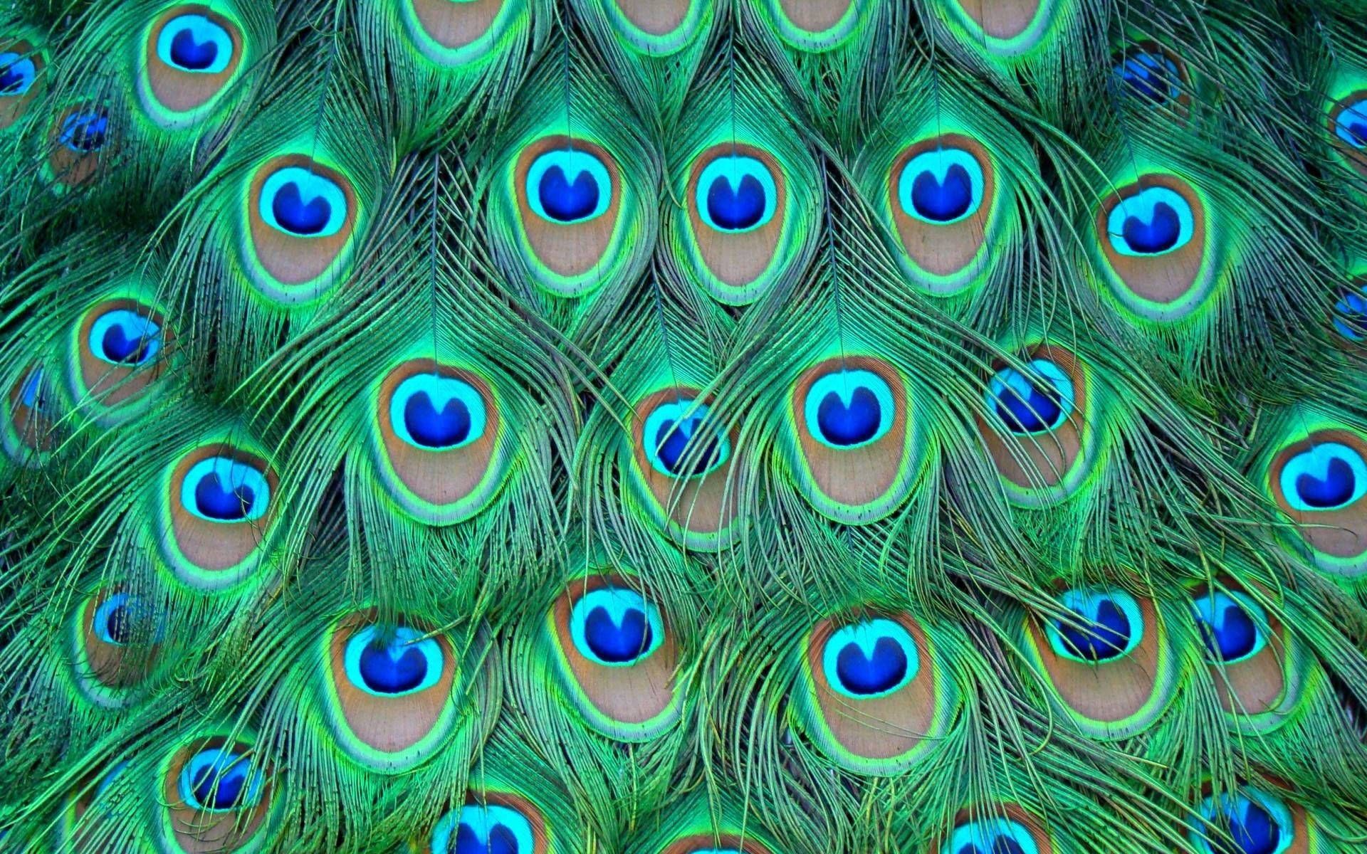 A close up of a peacock's tail feathers. - Peacock