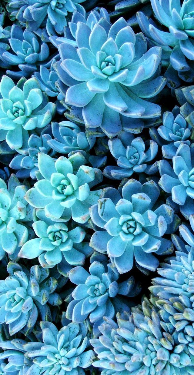A close up of blue succulents. - Succulent