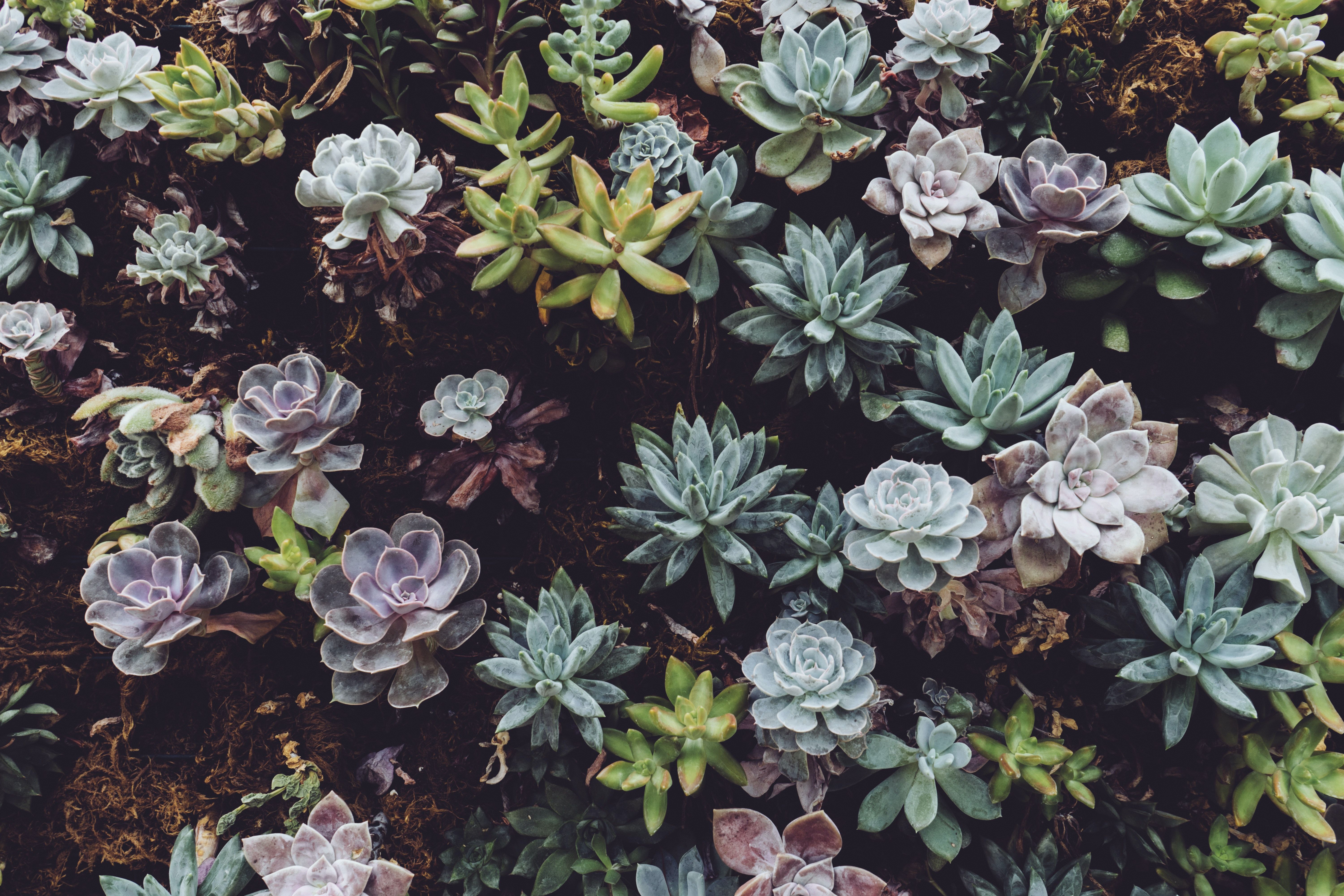 Download The BEST Free Succulents & HD Image. - Succulent