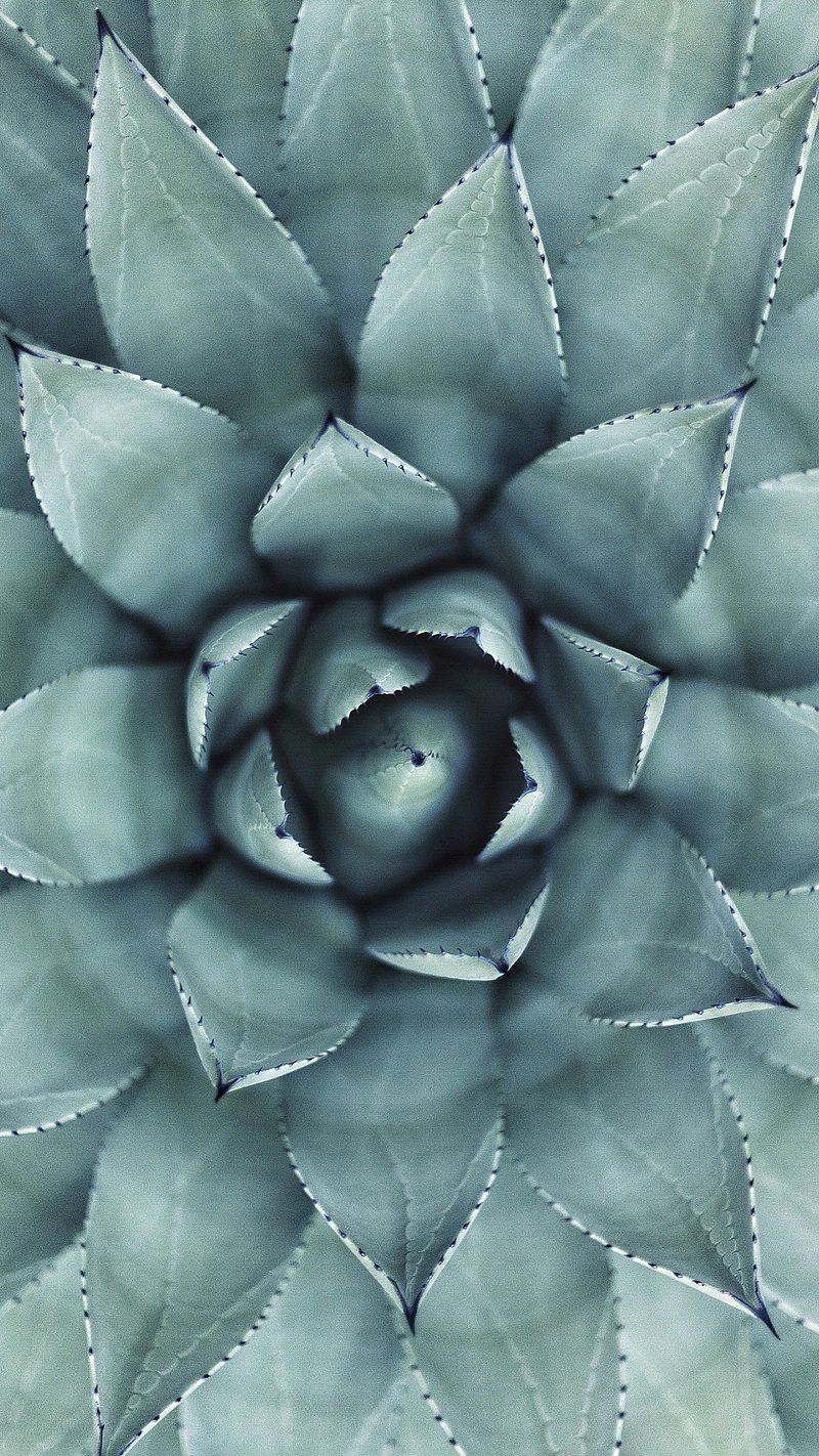 A close up of a cactus with a circular pattern - Succulent, flat lay