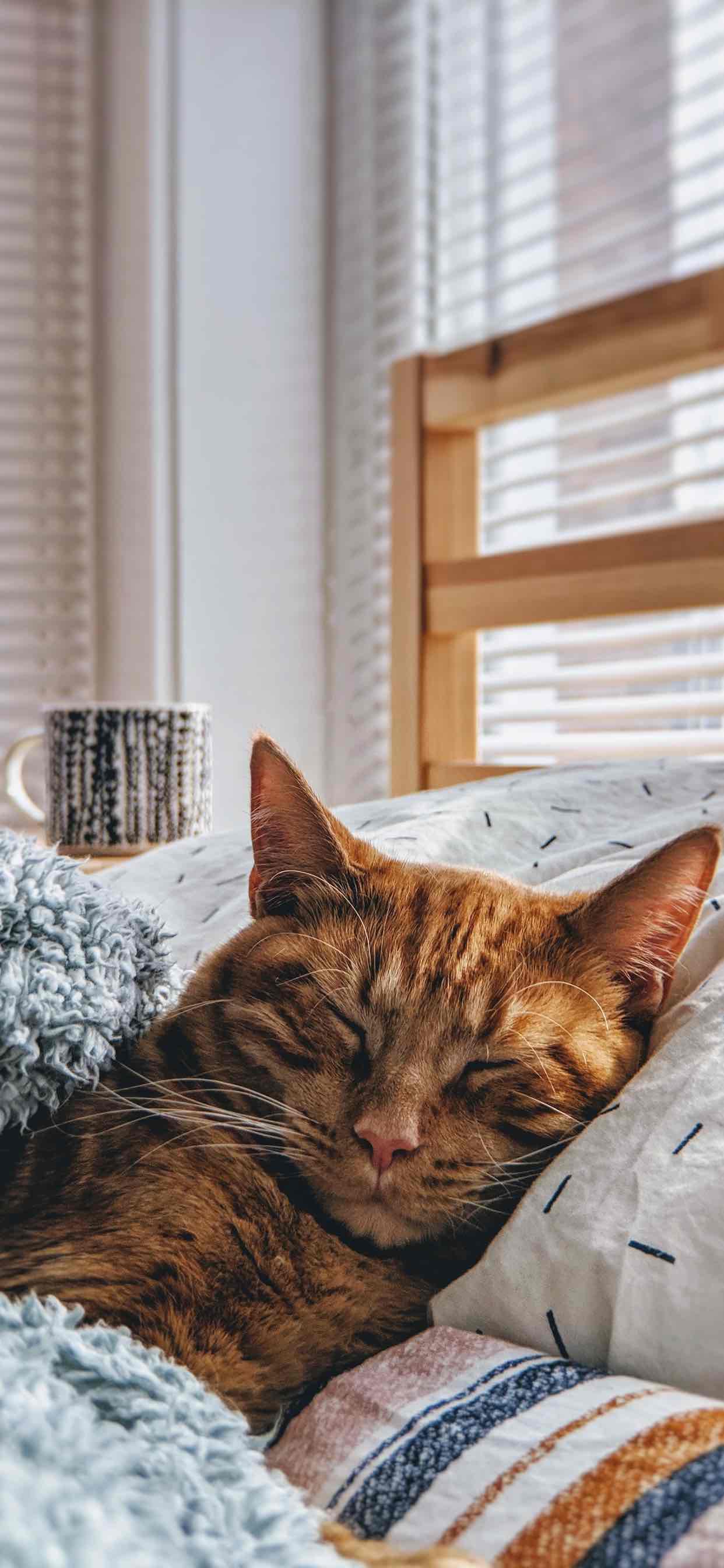 A cat sleeping on a bed with a cup of coffee - Cat