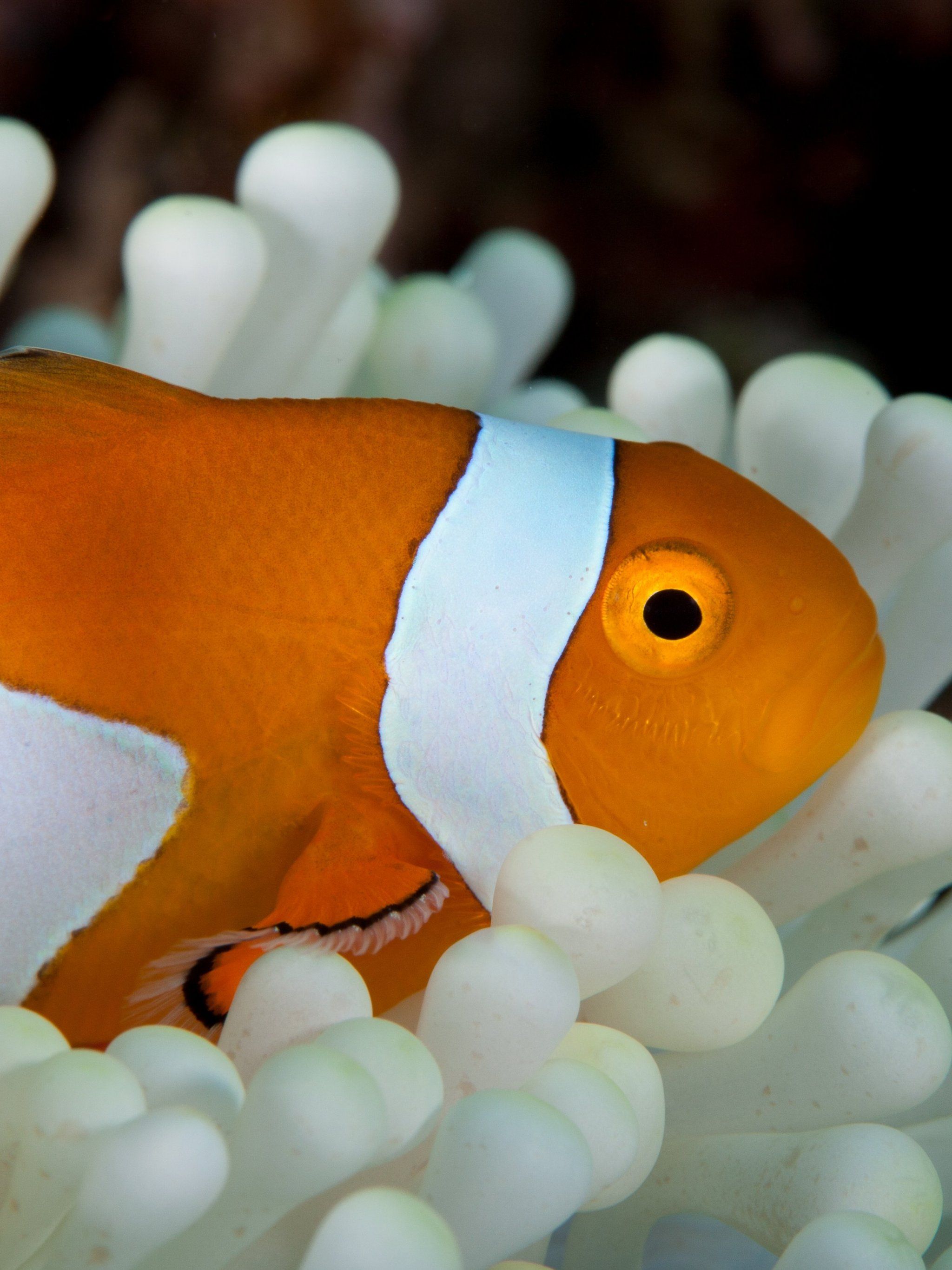 Sea Anemone Fish Wallpaper, Android & Desktop Background