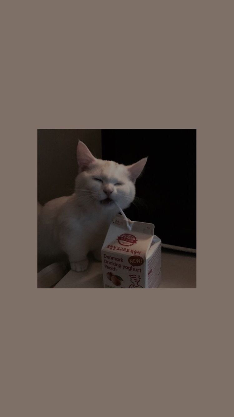 A cat sitting next to an open milk carton - Cat