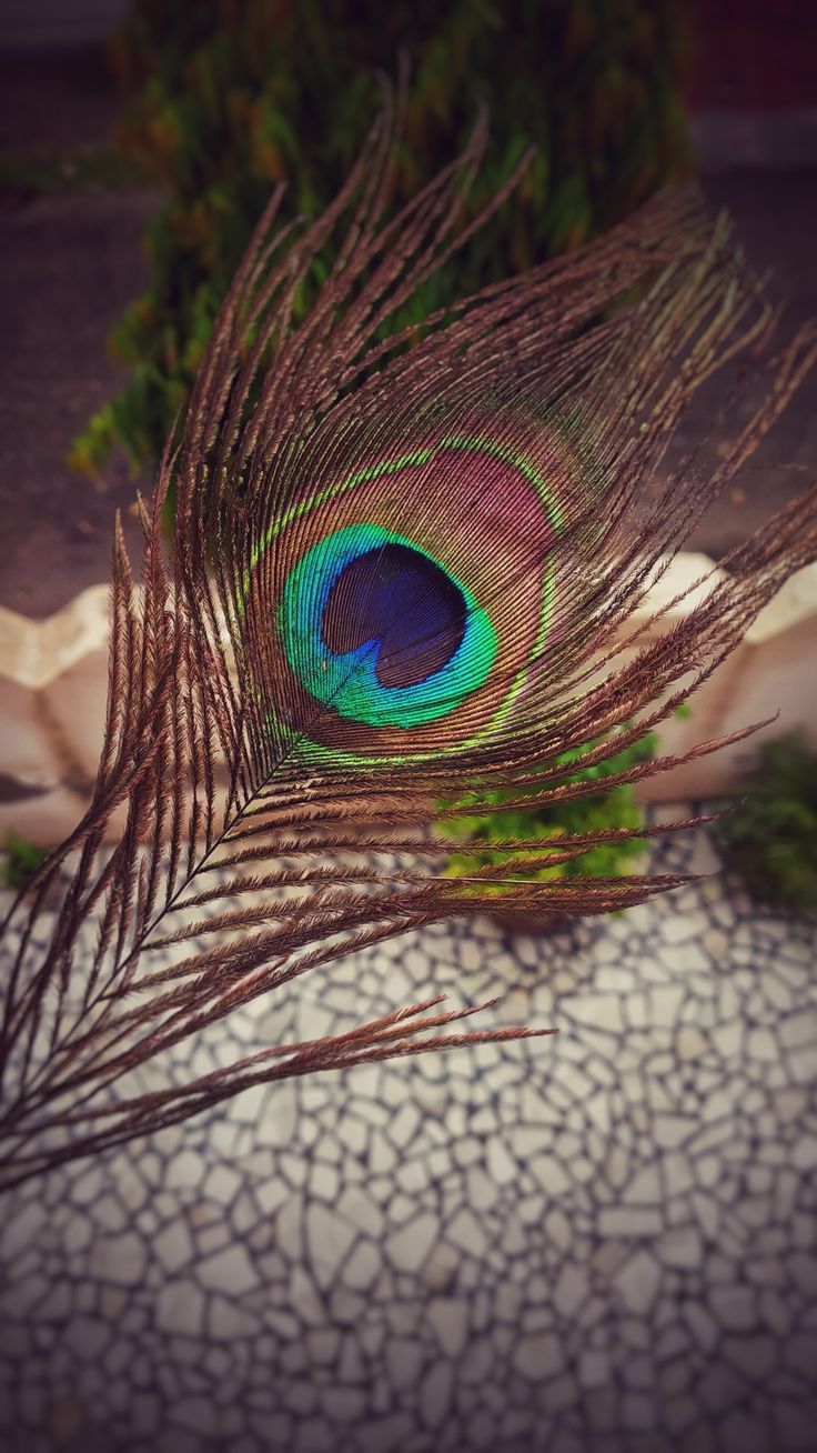 Peacock feather❤. Wallpaper photo gallery, Fish pet, Feather wallpaper - Peacock