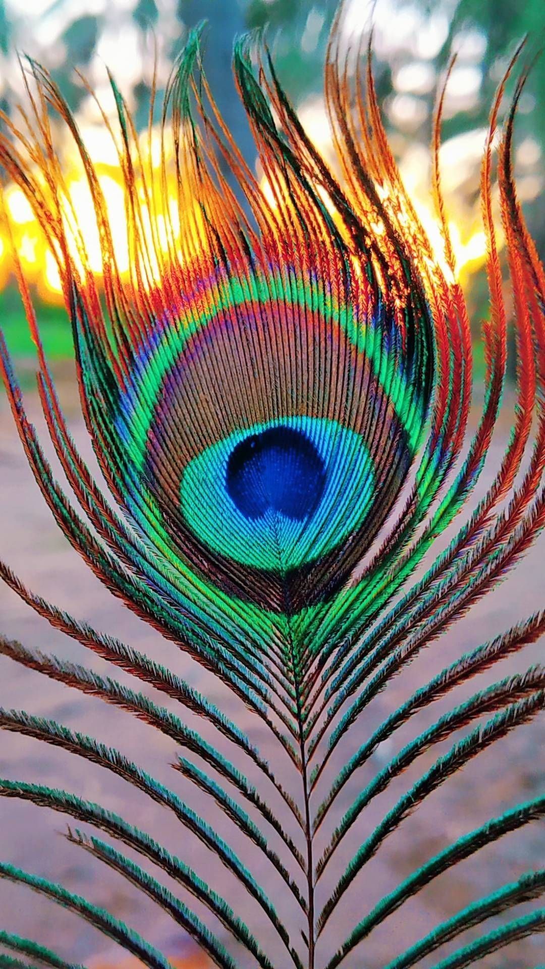 A close up of a peacock feather - Peacock