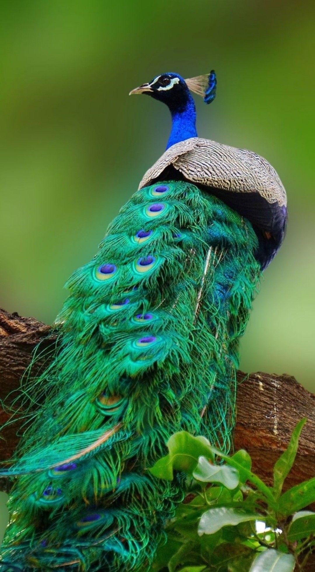 A peacock sitting on a tree branch - Peacock