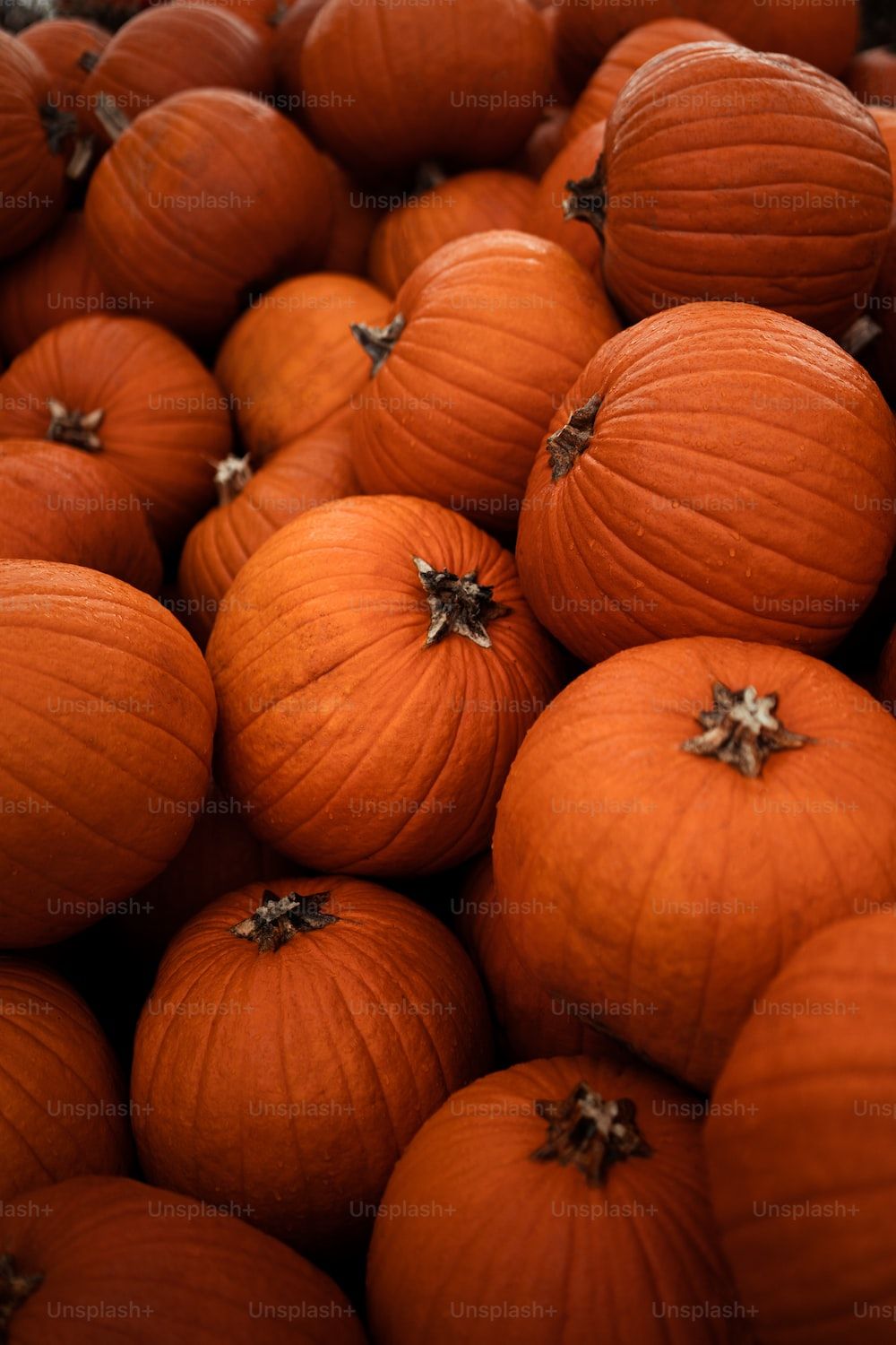 A large pile of bright orange pumpkins - Orange