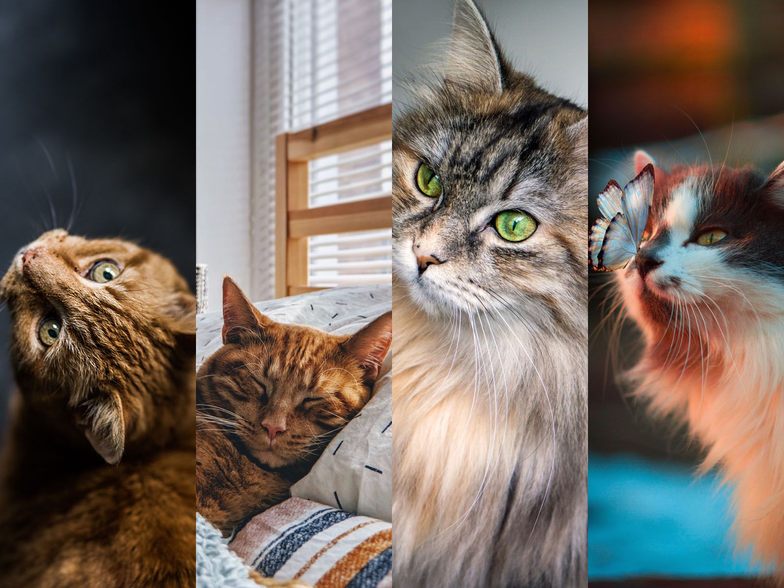 A collage of four cats with different fur colors and postures. - Cat