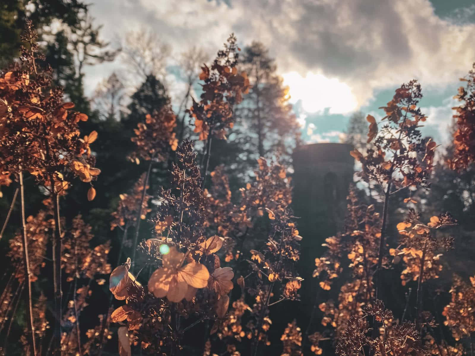 A photo of a field of flowers with the sun setting in the background. - Cottagecore