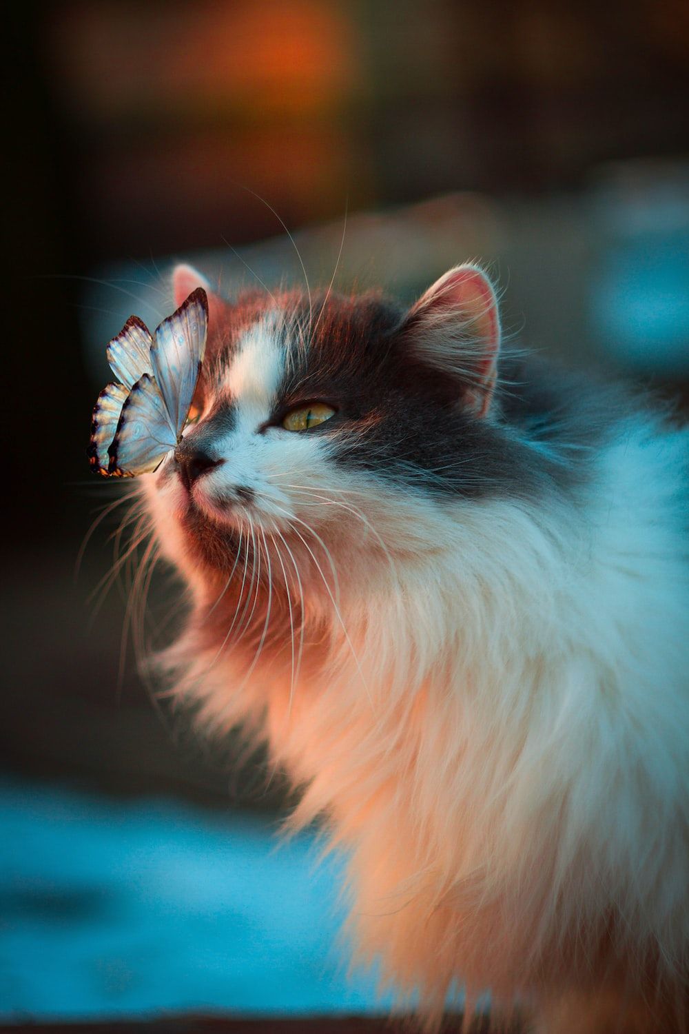 A cat with a butterfly on its nose - Cat