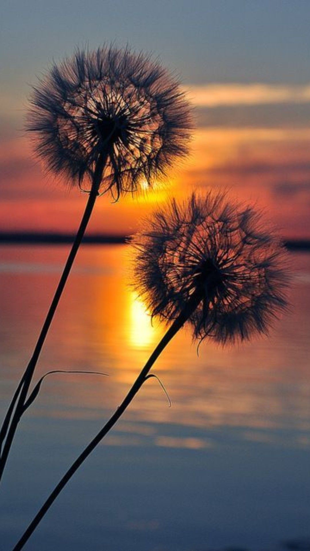 Two dandelions in front of a sunset - Summer