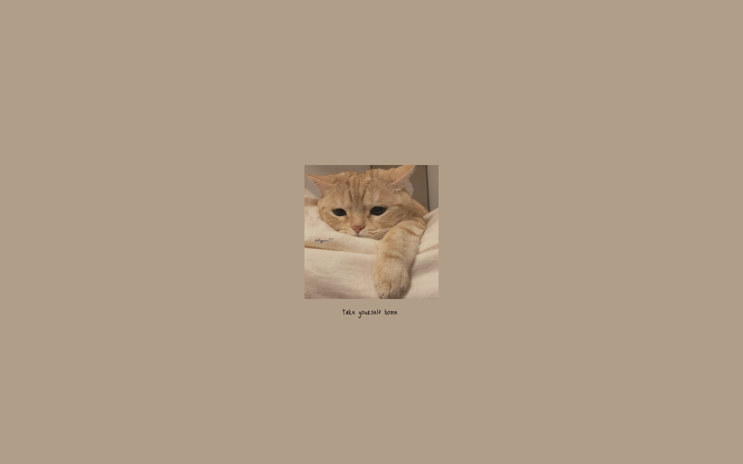 Desktop Aesthetic Cat Wallpaper