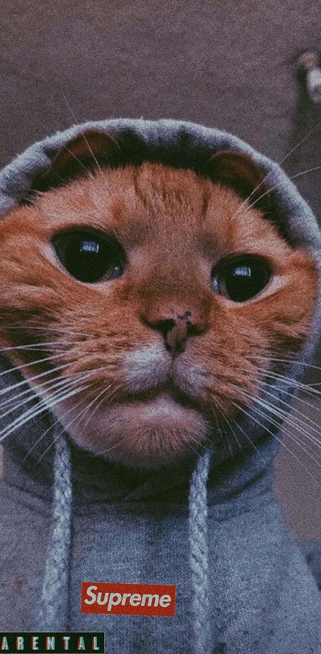 Supreme Cat wallpaper