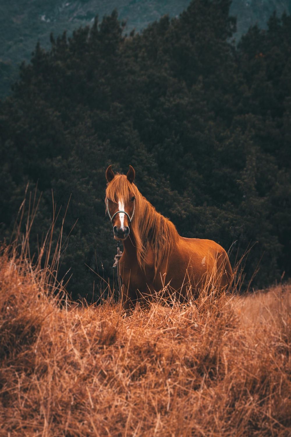Horse Picture [HQ]. Download Free Image