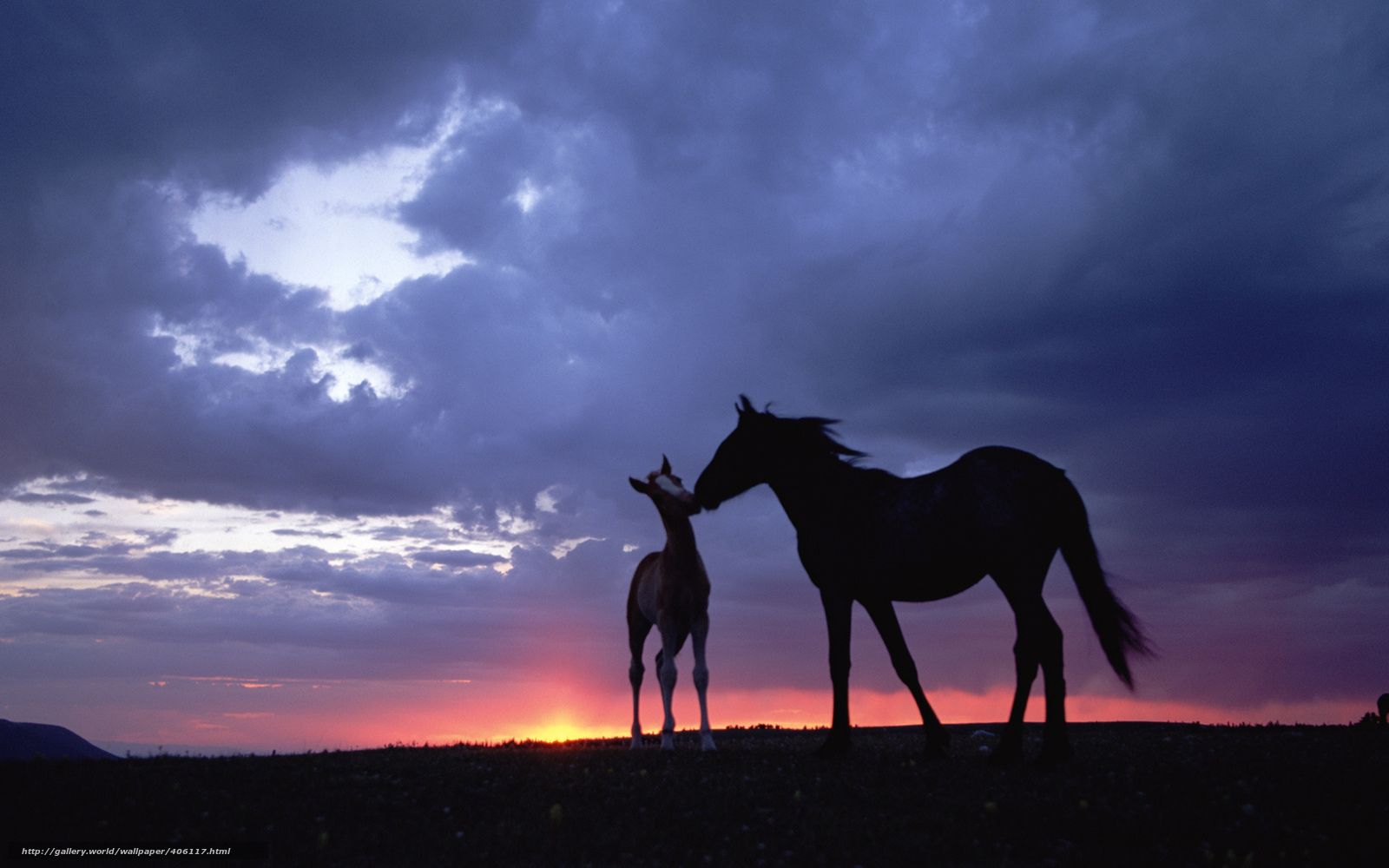 Two horses in the sunset wallpaper - Animals wallpapers - #18668 - Horse